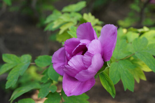 紫红色牡丹花