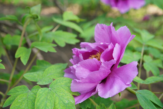紫红色牡丹花