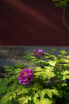红墙背景下的紫红色牡丹花