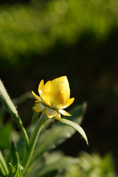 黄色腊菊
