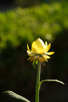 黄色腊菊