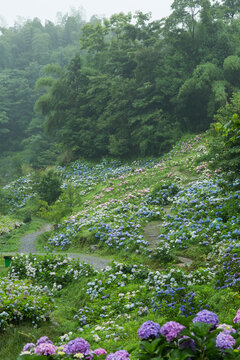 漫山遍野绣球花