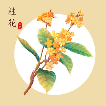 桂花