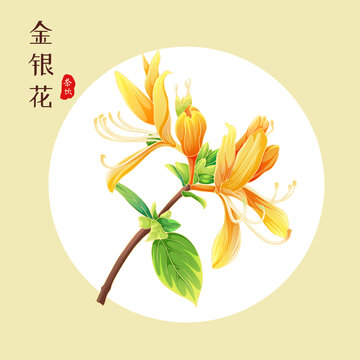 金银花