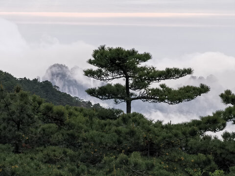 黄山云海