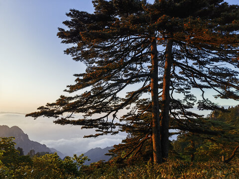 黄山始信峰