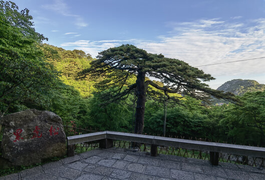 黑虎松