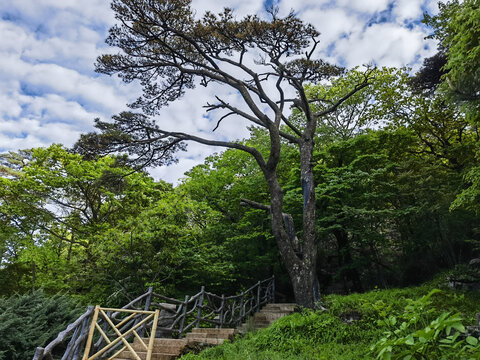 连根松