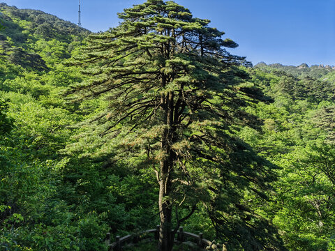 黄山团结松