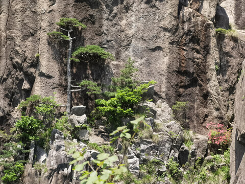 黄山贴璧松