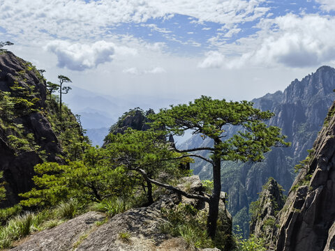 黄山松