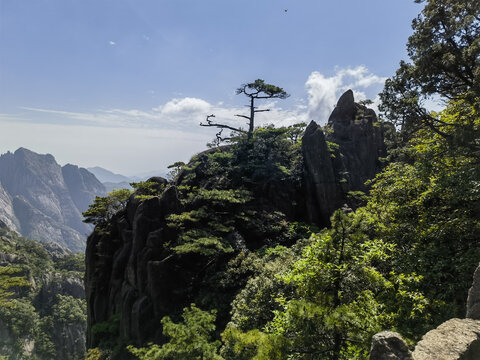 黄山松