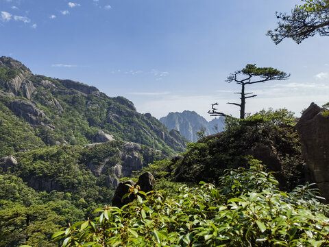 黄山松