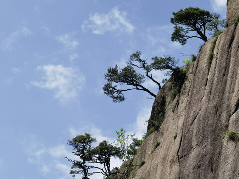 黄山松