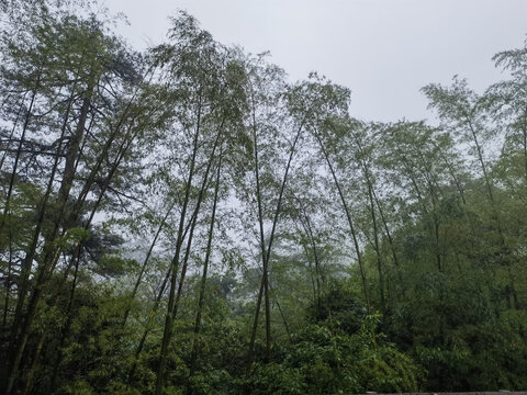 黄山云谷寺