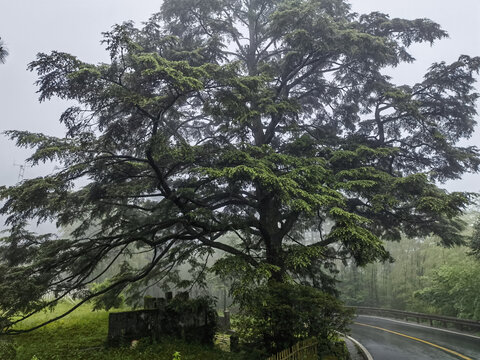 黄山云谷寺青冈