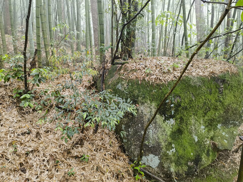 黄山云谷寺梅屋