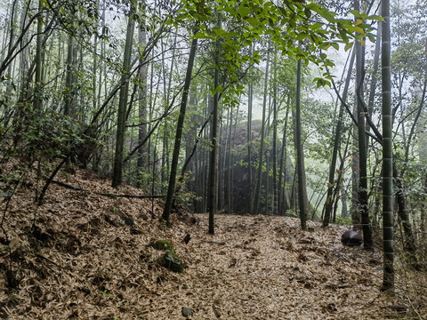 黄山云谷寺梅屋