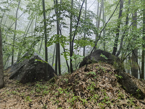 黄山云谷寺梅屋