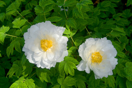 中国国花园洛阳牡丹白色花朵
