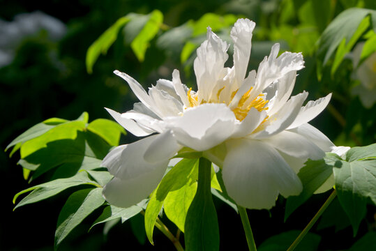 中国国花园五月坊白色牡丹