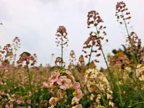 自贡永安彩色油菜花