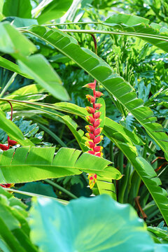 红色开花植物黄苞蝎尾蕉