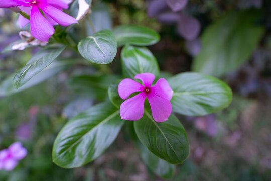 紫色开花植物长春花