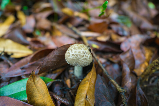 野外生长的蘑菇