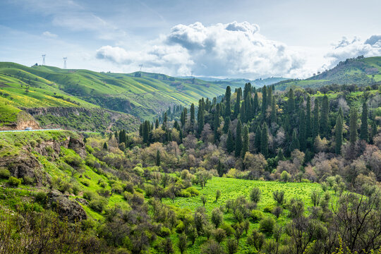 新疆伊犁库尔德宁绿色草原森林