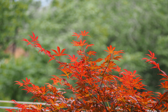 红色的枫树叶子