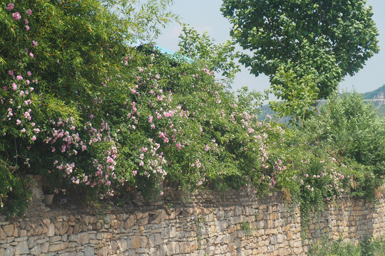 石头墙上盛开的花朵景观