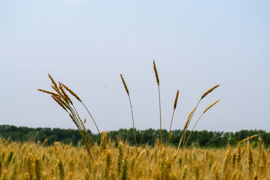 麦田中生长的几束大麦