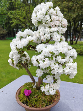 井冈山杜鹃花节