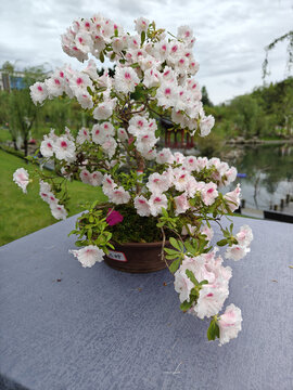 井冈山杜鹃花节