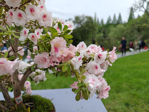 井冈山杜鹃花节