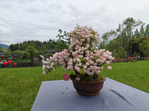 井冈山杜鹃花节