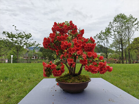 井冈山杜鹃花节