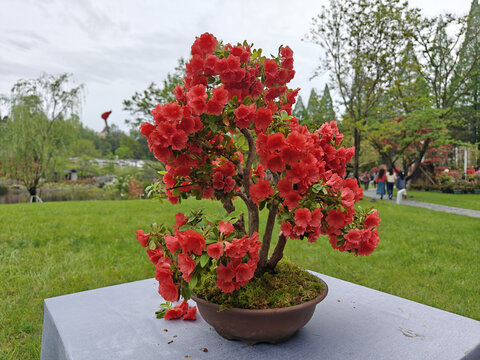 井冈山杜鹃花节