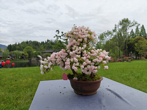 井冈山杜鹃花节