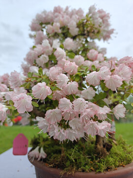 井冈山杜鹃花节