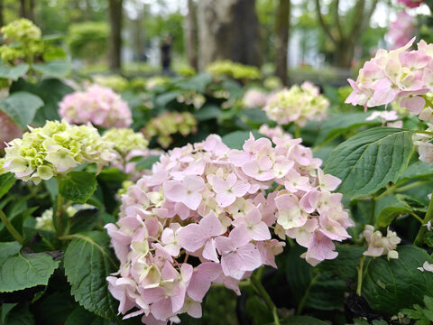 井冈山杜鹃花节