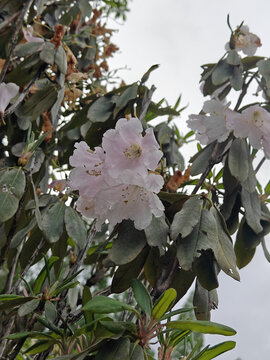 井冈山杜鹃花节