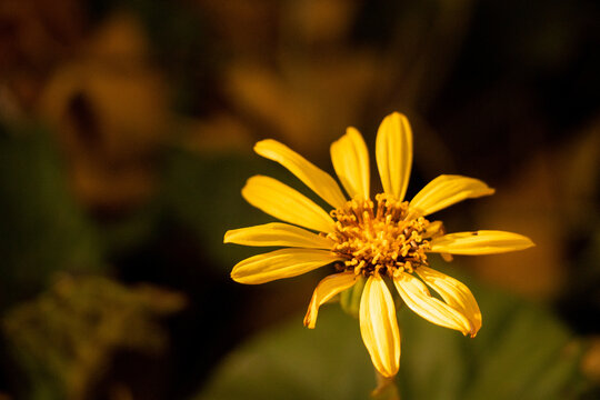 一朵黄金菊