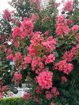 春天粉色花树成林