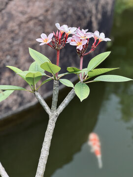 樱花花树特写