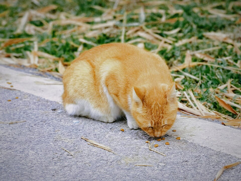 吃猫粮的猫