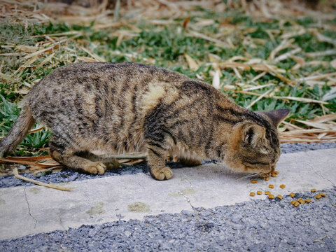 猫咪