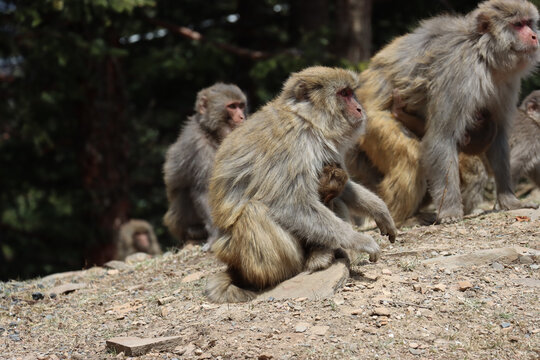 一群猴子