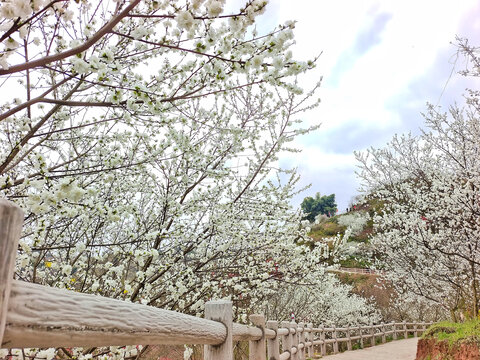 自贡牛佛龙骨山庄梨花林